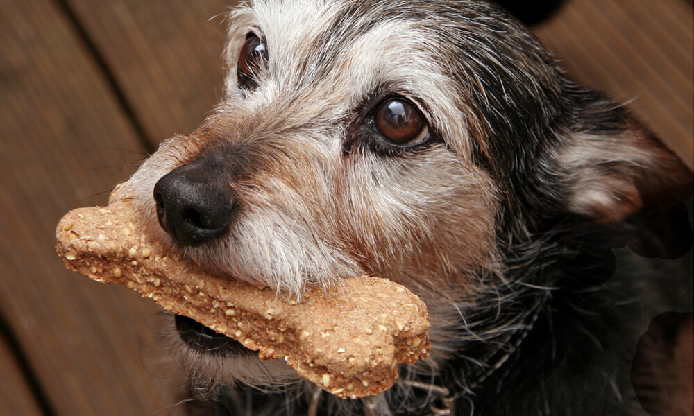 How to Choose Healthy Pet Treats Nourishing Your Furry Friend