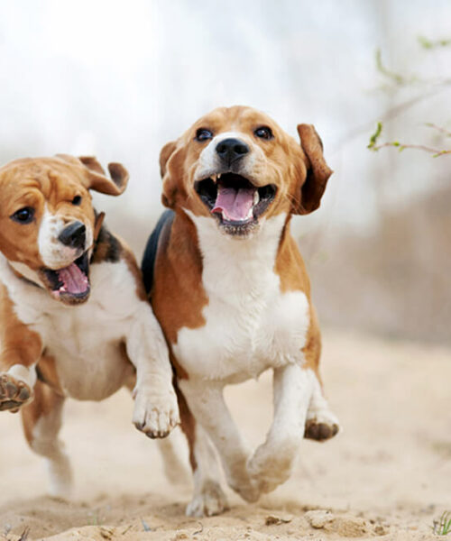 Dog Diet Consultation, Health Concerns