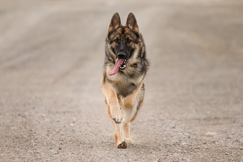 Dog Diet Consultation, Healthy Adult