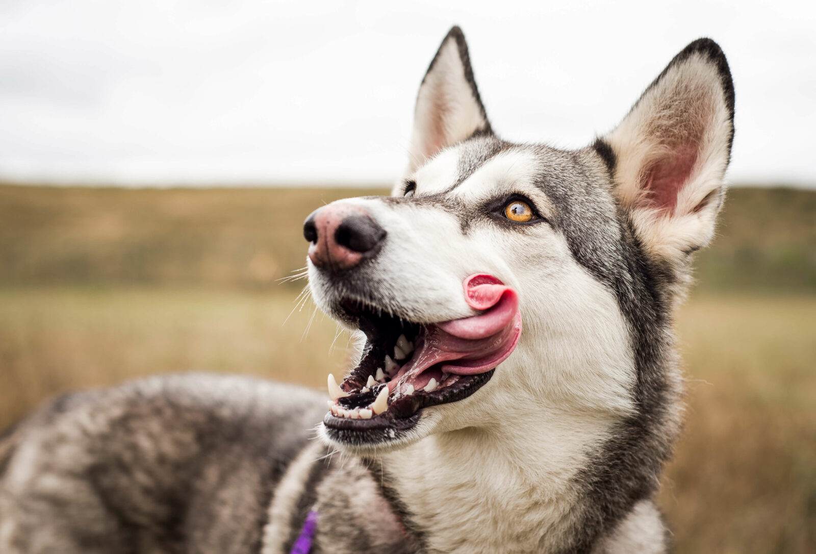Dog nutritionist cheap